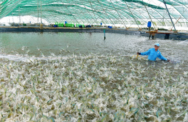 Chuyển đổi năng lượng sạch trong ngành thủy sản và khuyến nghị cho Việt Nam