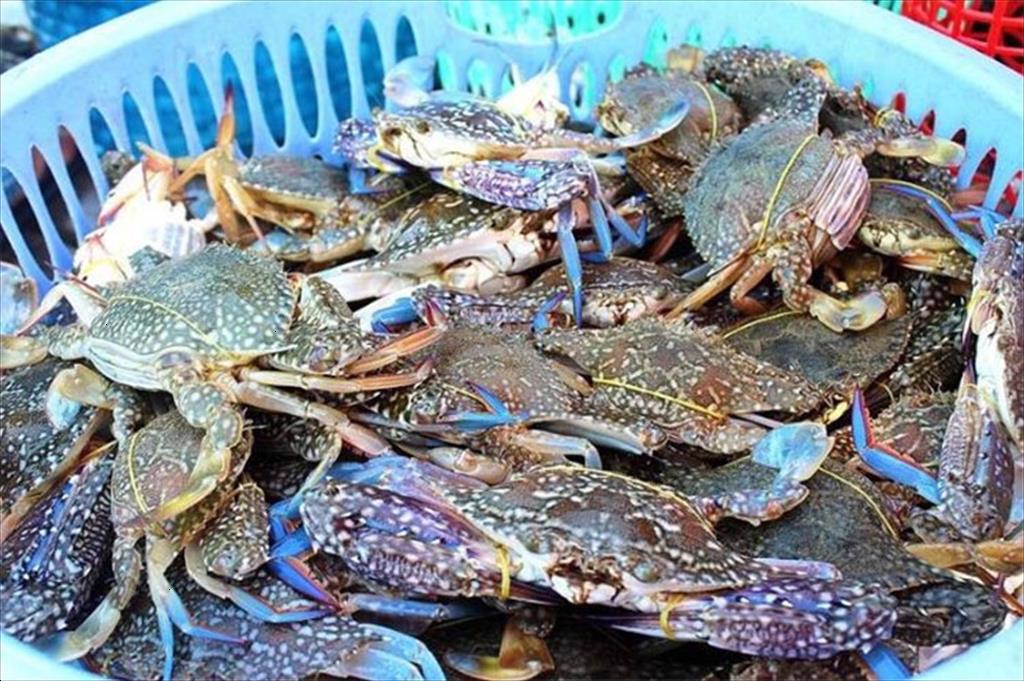 Kien Giang Blue Swimming Crab Fishery Improvement Program has been rated a glance A