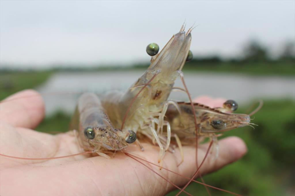 Giải pháp nâng cao phúc lợi động vật thủy sản – Cơ hội mở rộng xuất khẩu sang EU 