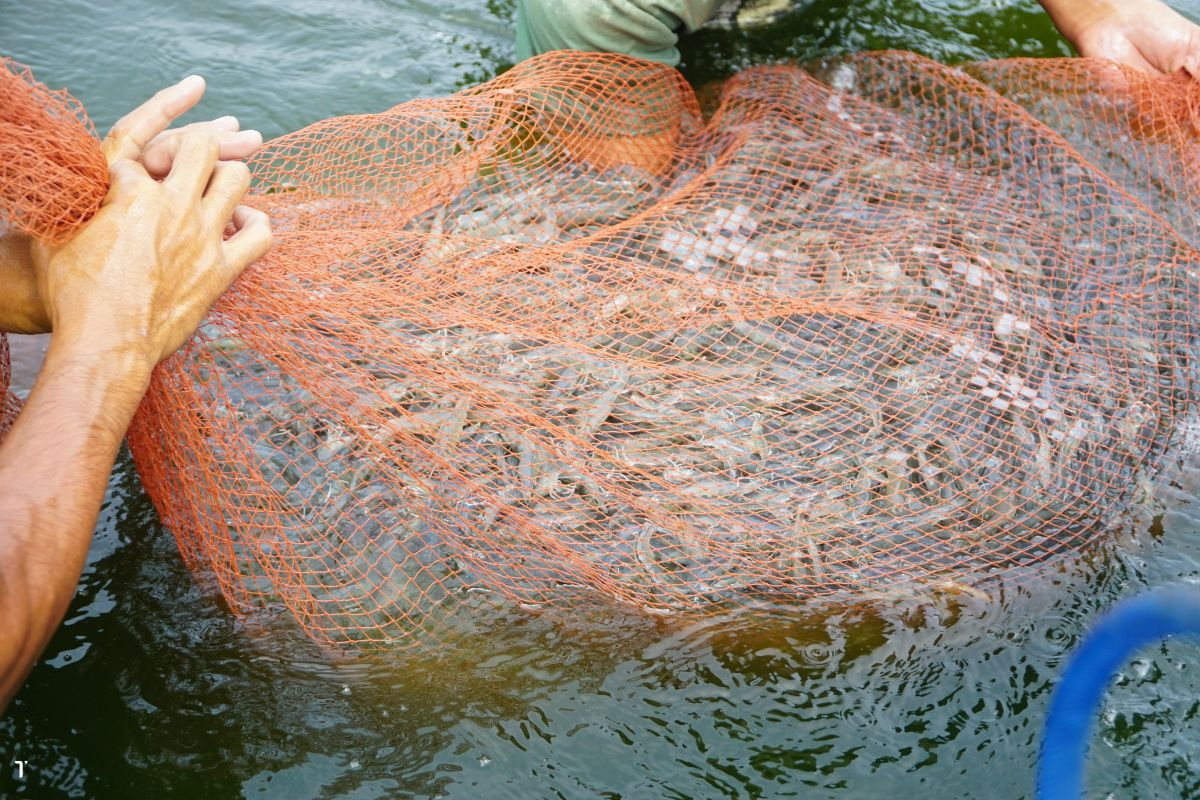 Sản lượng tôm 8 tháng đầu năm 2025 tăng hơn 6%