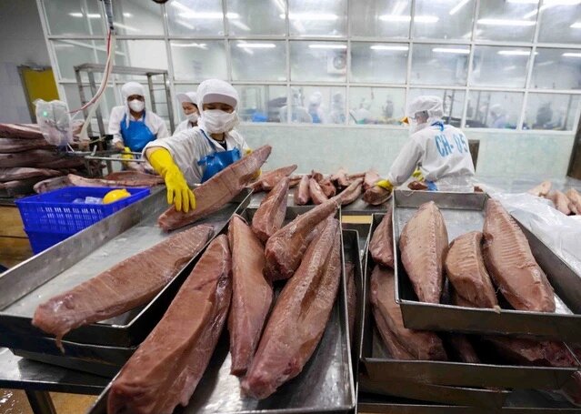 Xuất khẩu cá ngừ sang Trung Đông 2025 – một năm đầy sóng gió