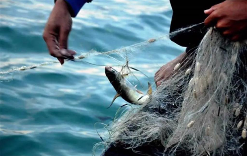 BPC – Giải pháp protein thực vật mới cho ngành thức ăn thủy sản