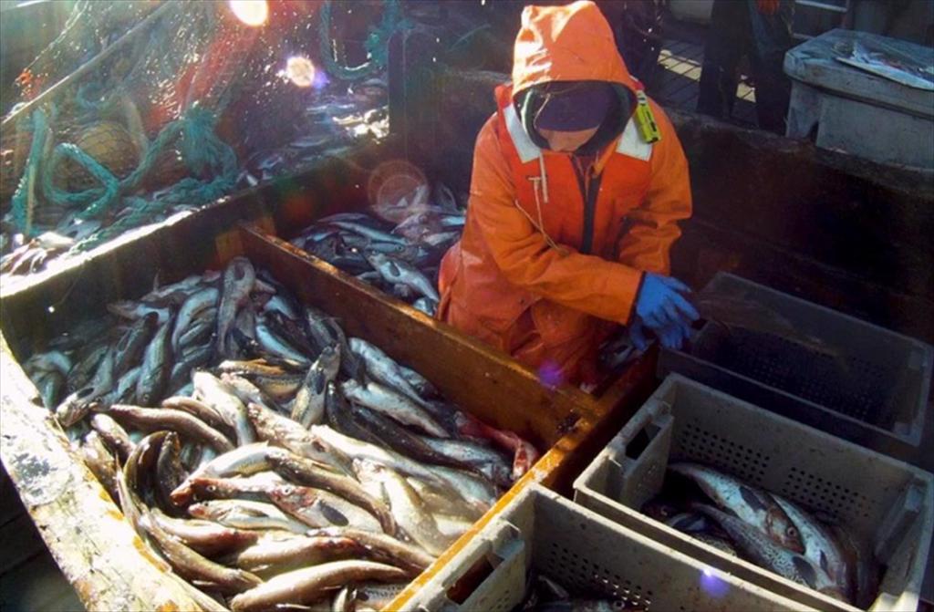 USDA chi 98 triệu USD mua cá minh thái và cá da trơn phục vụ chương trình thực phẩm quốc gia