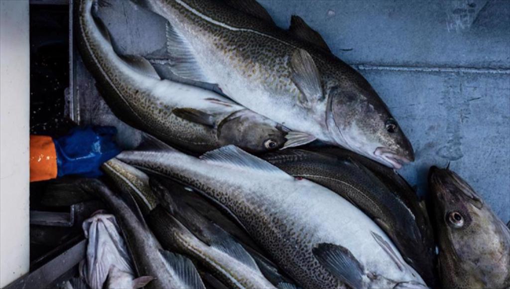 Giá cá tuyết Na Uy vượt mốc 10.000 NDTtấn tại Trung Quốc