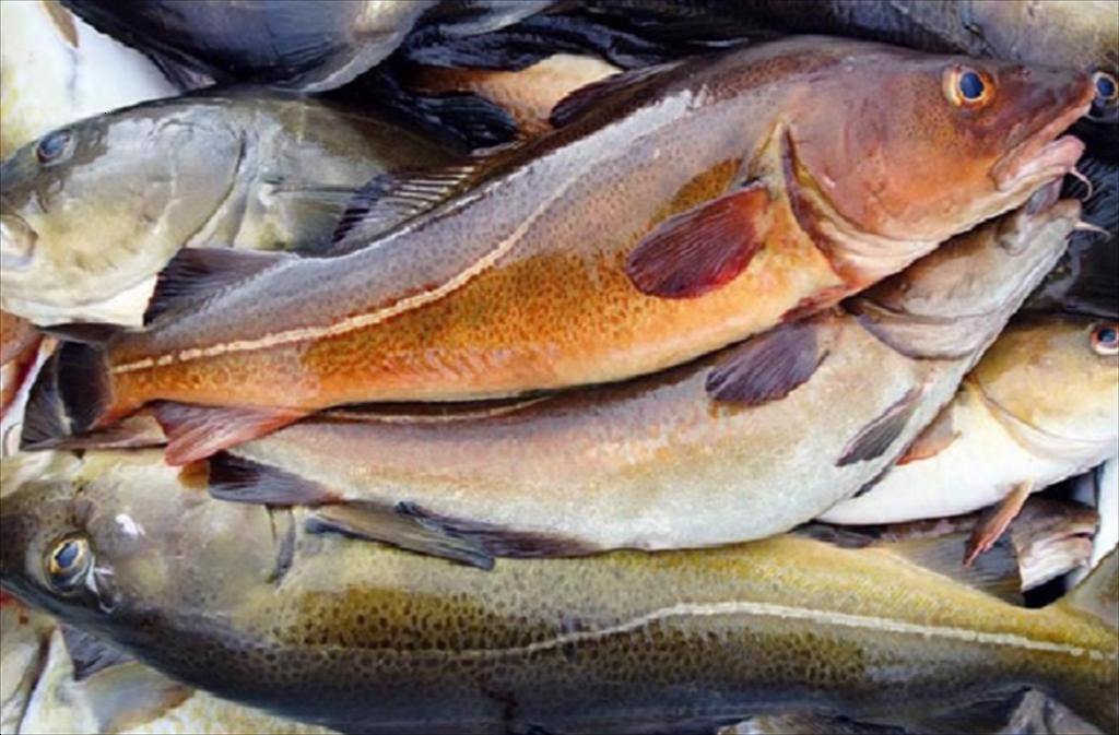 Cá tuyết Đại Tây Dương sẽ tham gia chương trình chứng nhận ASC vào cuối năm 2025