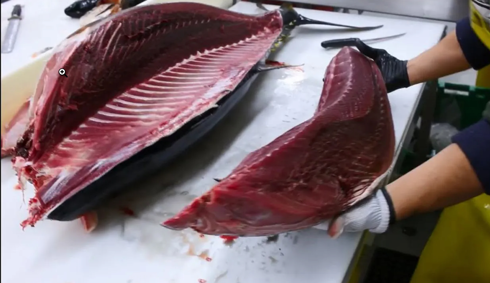 Ngư dân châu Âu phản đối việc EU miễn thuế cá ngừ Thái Lan