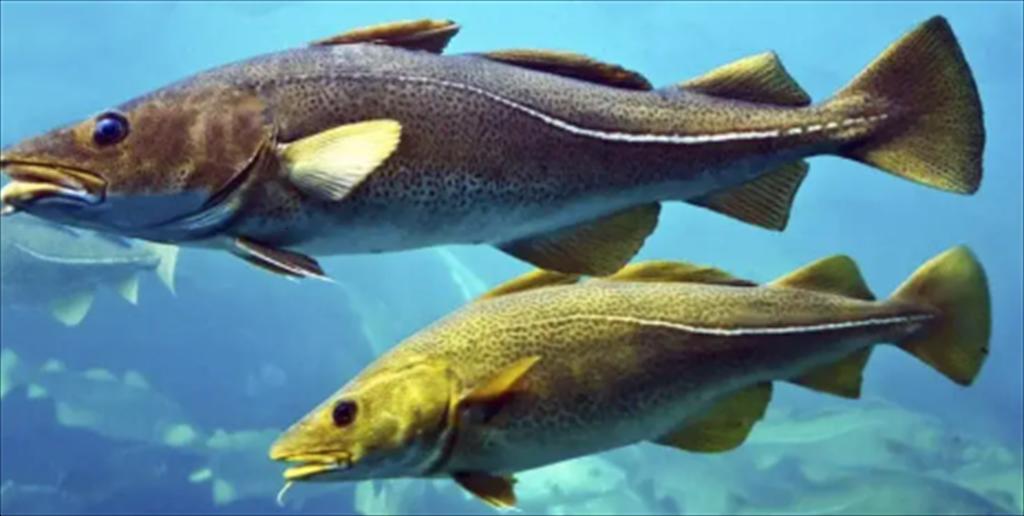 ICES khuyến nghị ngừng hoàn toàn việc đánh bắt cá tuyết Biển Bắc vào năm 2026