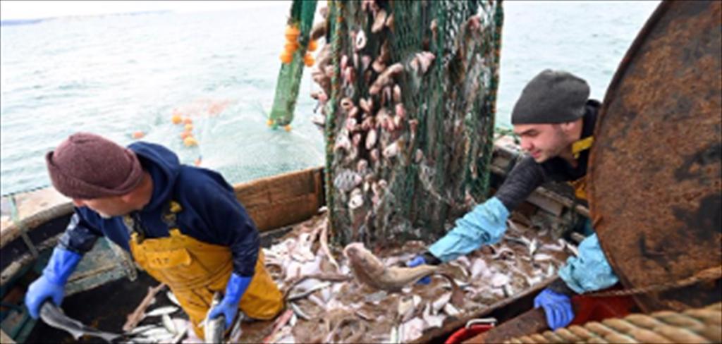 EU siết chặt quy định chống đánh bắt cá không bền vững của các nước ngoài khối