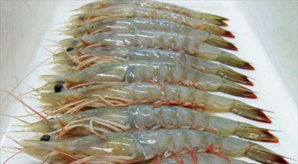 Các nhà xuất khẩu thủy sản Ấn Độ tìm kiếm thị trường EU và Châu Á