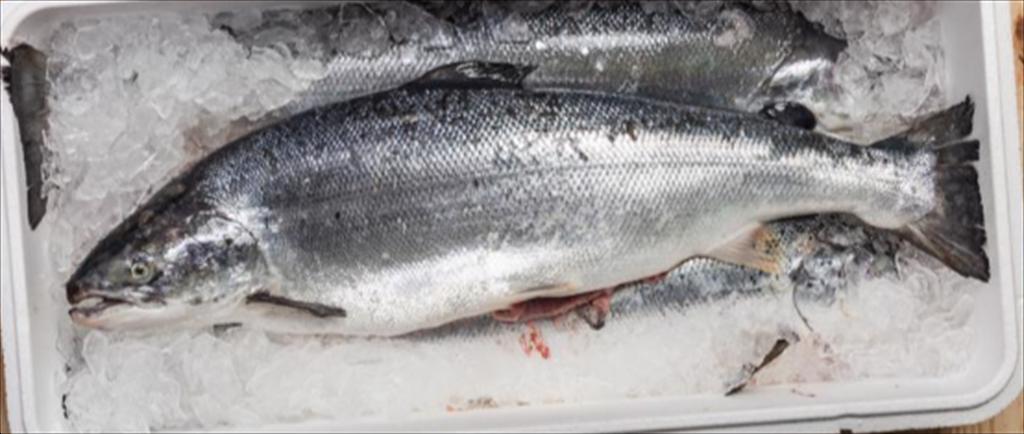 Giá trị xuất khẩu cá của Georgia tăng gần gấp đôi