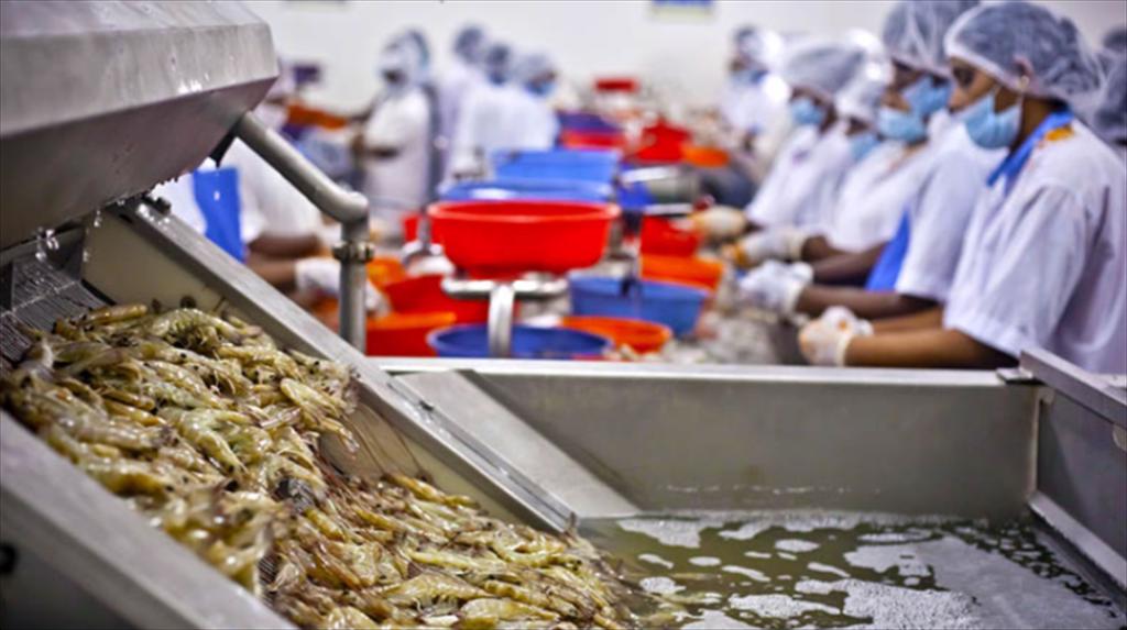 Ngành thủy sản Ấn Độ đối mặt với khủng hoảng thuế quan từ Mỹ