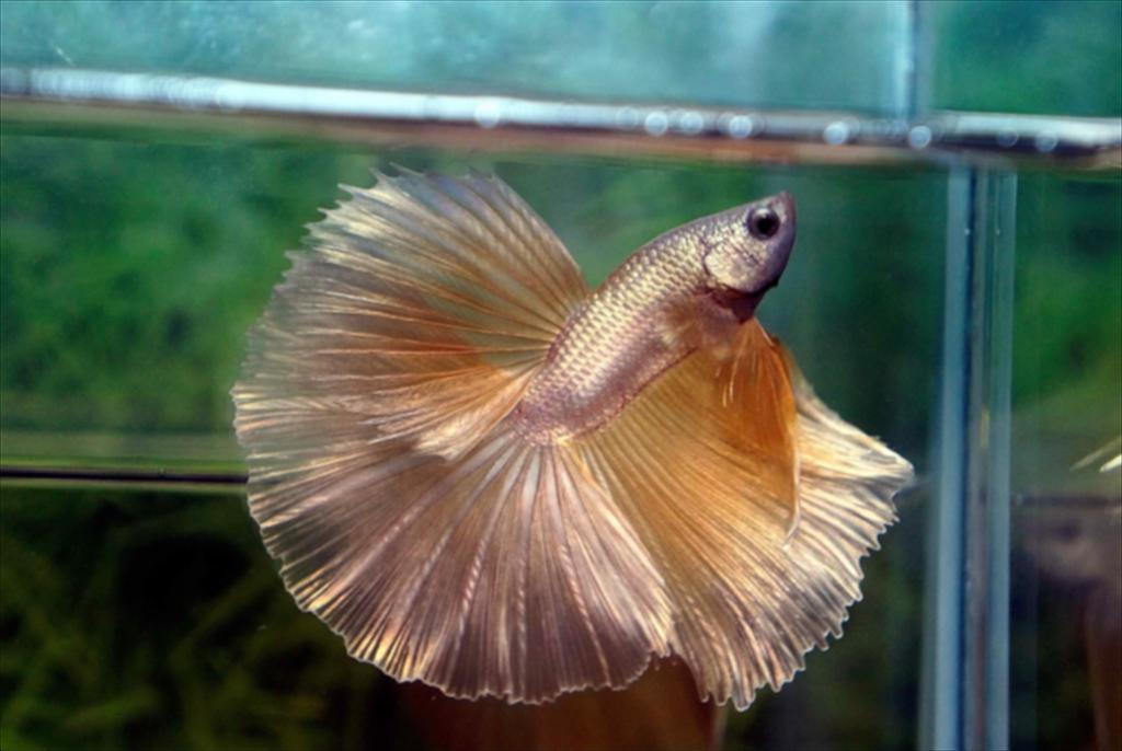 Thái Lan triển khai dịch vụ chuyển phát nhanh cá cảnh tới 5 thị trường 