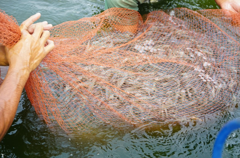 Shrimp output in the first eight months of 2025 increases by over 6%