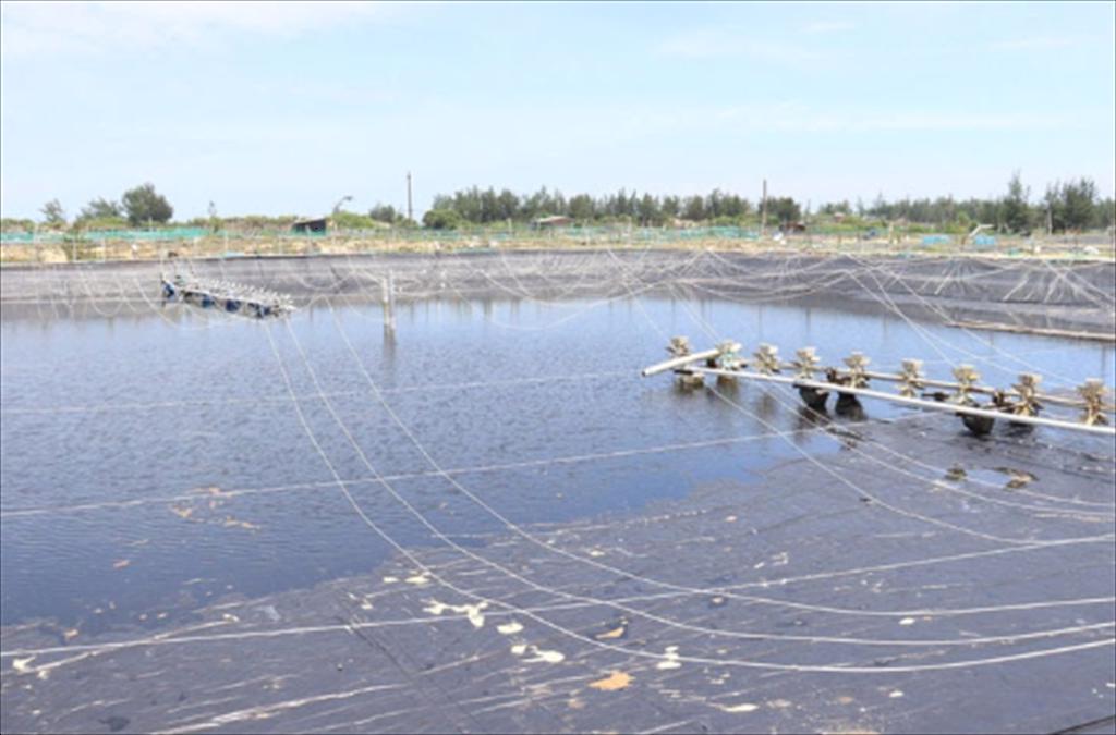 Da Nang Developing the fisheries sector toward sustainability and modernization