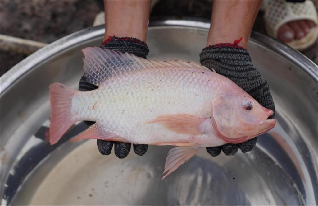 Thức ăn thủy sản Việt được trao chứng nhận quốc tế