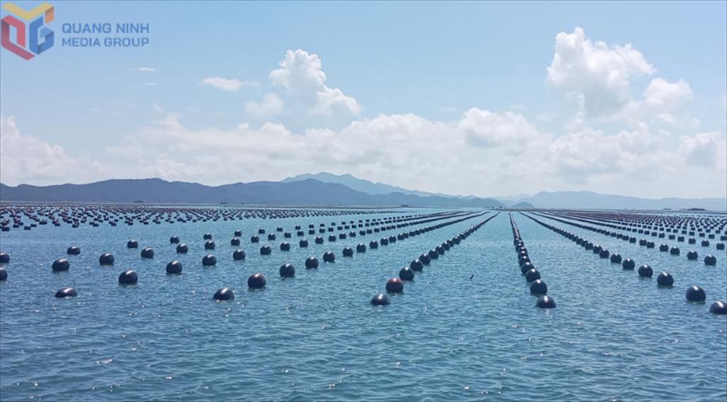 Sản xuất bền vững, bảo tồn nguồn lợi biển