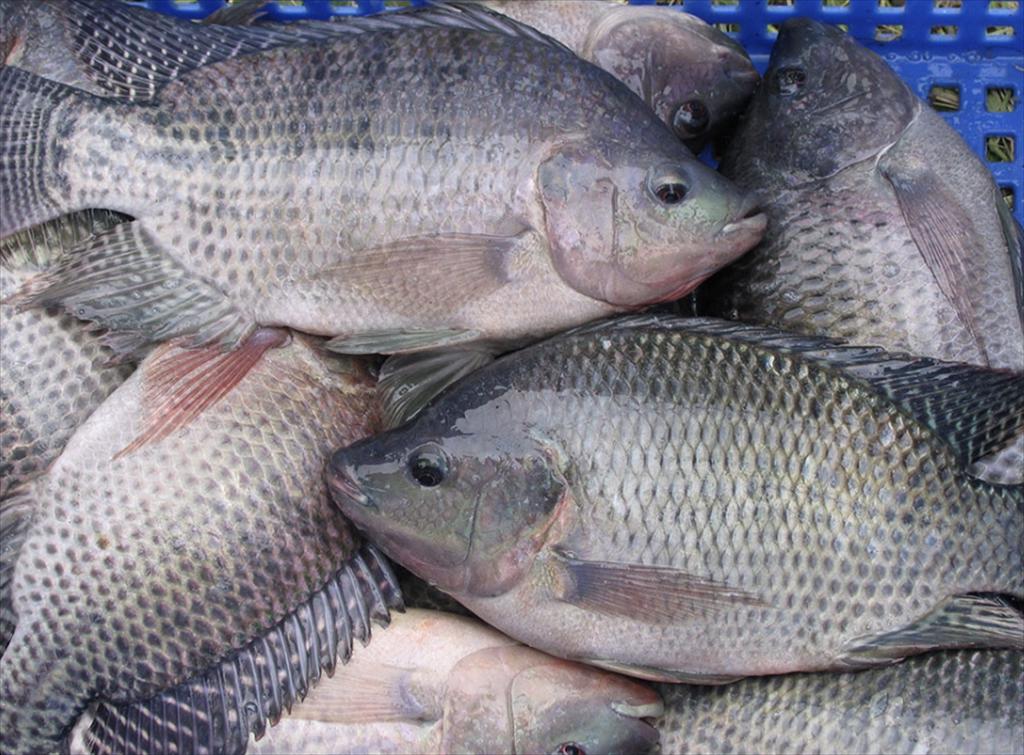 Nam Viet Group leads Vietnams tilapia exports