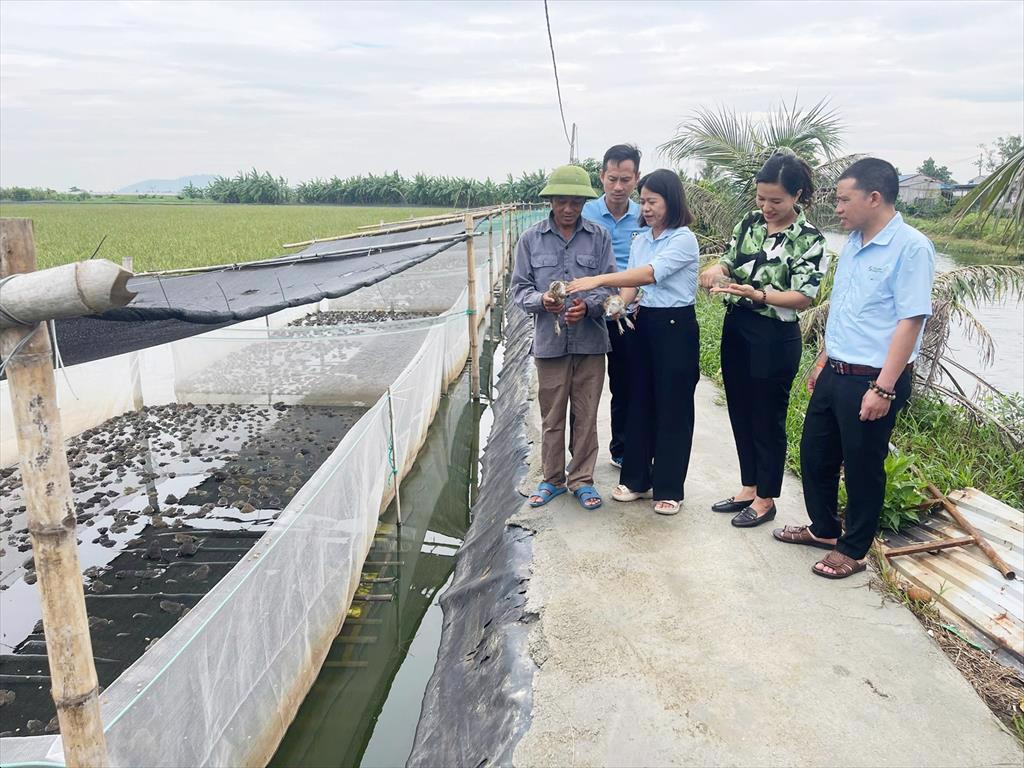 Hiệu quả từ mô hình nuôi cá rô phi kết hợp ếch VietGAP tại Hải Phòng