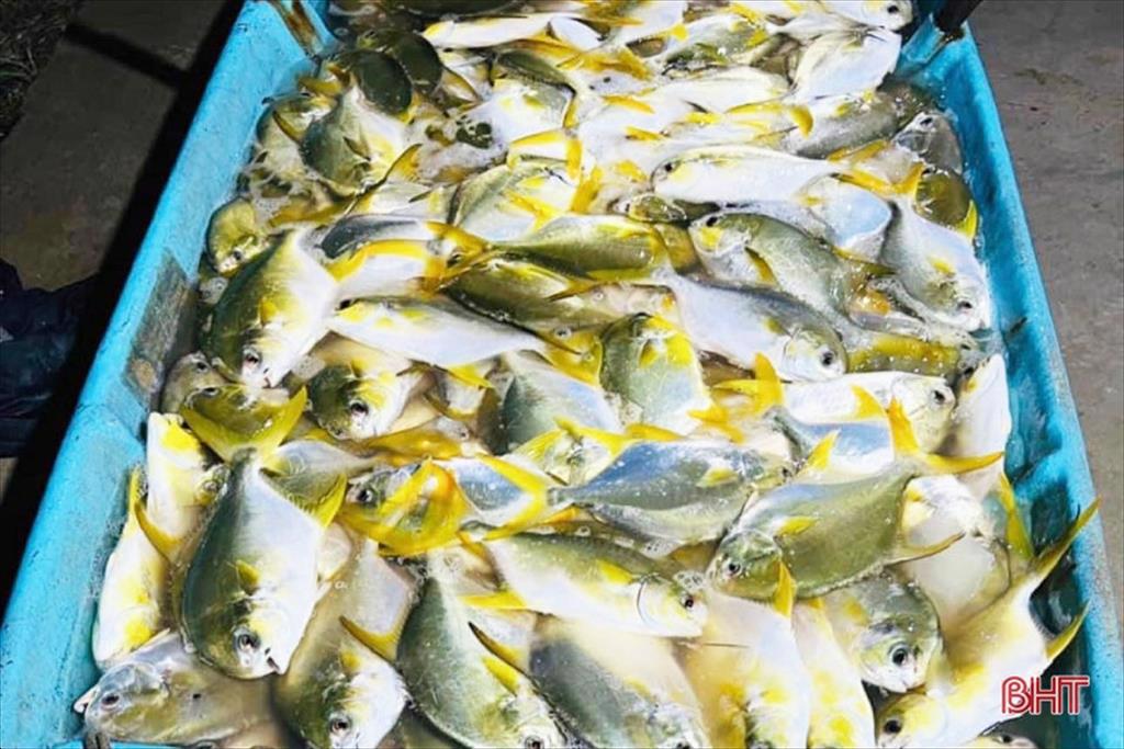 Hà Tĩnh Nuôi cá chim vây vàng bài bản, lãi cao nhờ VietGAP