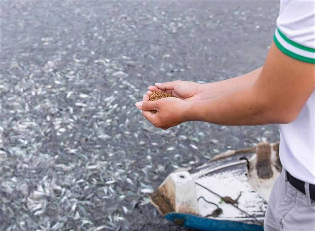 Hiểu rõ hơn về sự tương tác dinh dưỡng trong thức ăn thủy sản