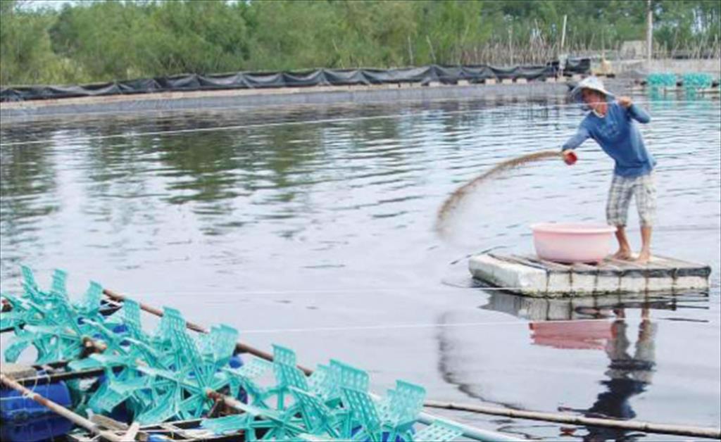 Làm thế nào để lựa chọn sản phẩm xử lý sinh học trong nuôi trồng thủy sản