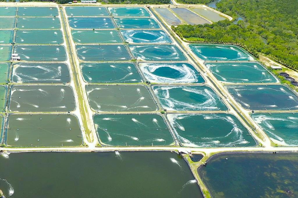 Tại sao nuôi trồng thủy sản cần tiếp tục áp dụng công nghệ số