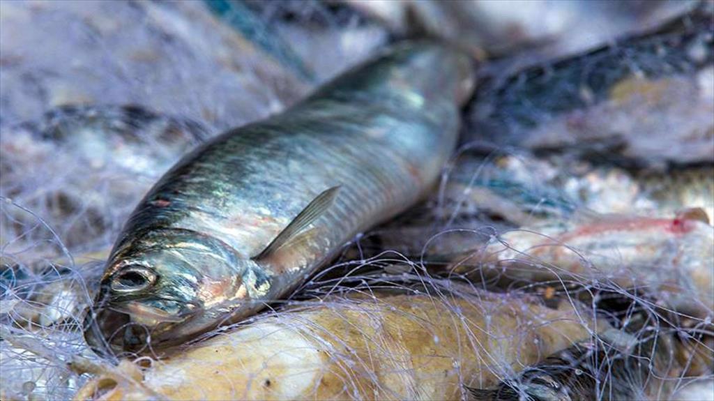 Xuất khẩu cá trích của Nga tăng 72% 