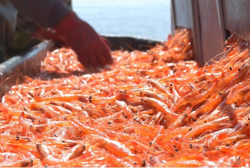 Ngành thủy sản Argentina gặp khó Xuất khẩu tôm giảm sâu dù giá phục hồi