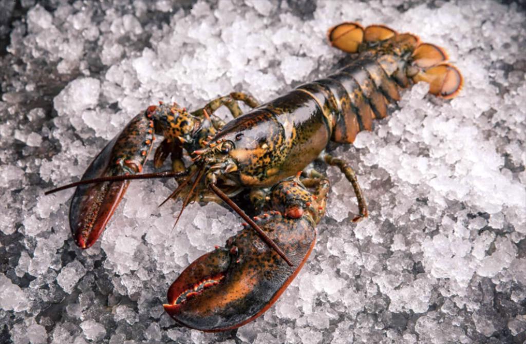 Ngành đánh bắt tôm hùm Maine lo ngại về các biện pháp bảo tồn cá voi đầu bò