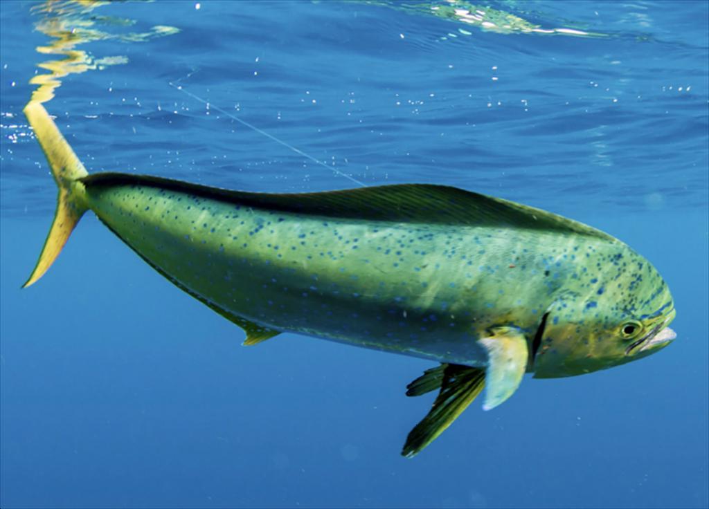 Peru và Ecuador tiên phong bảo tồn cá mahi-mahi hướng tới nghề cá bền vững khu vực