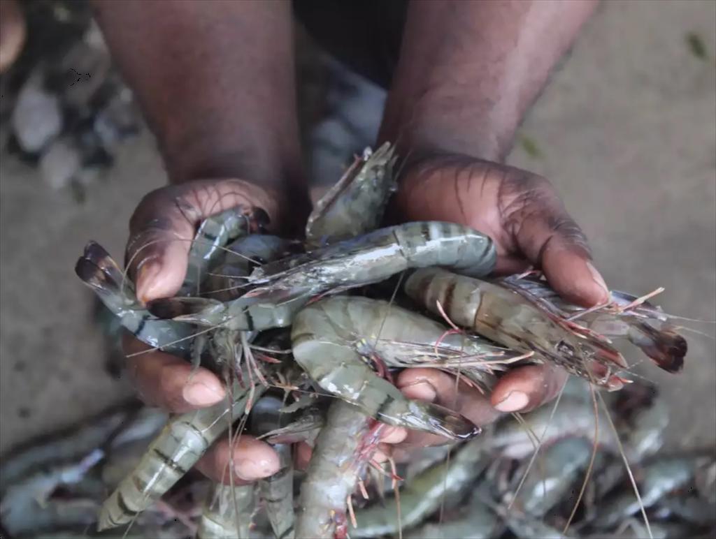 Tại sao ngành tôm của Ấn Độ cần hướng về thị trường nội địa