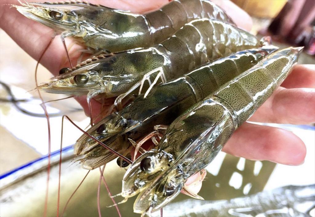 Biến động thị trường tôm toàn cầu Thuế quan Mỹ tạo áp lực, giá cả phân hóa rõ rệt 