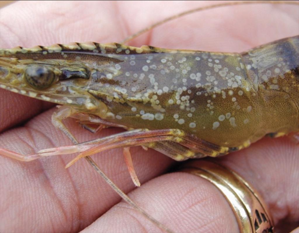 Phòng bệnh đốm trắng trong nuôi tôm 