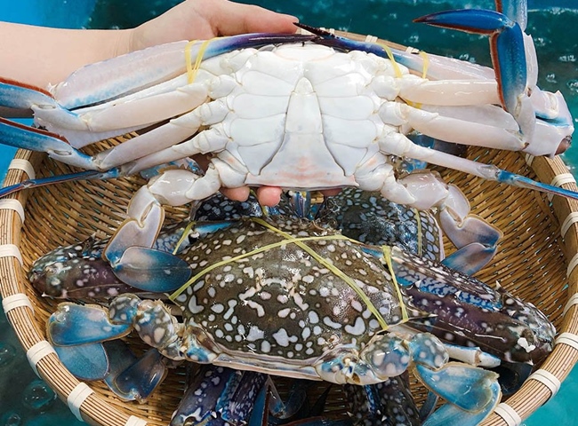 Thị trường cua – ghẹ Mỹ Căng thẳng nguồn cung, giá cao và áp lực môi trường