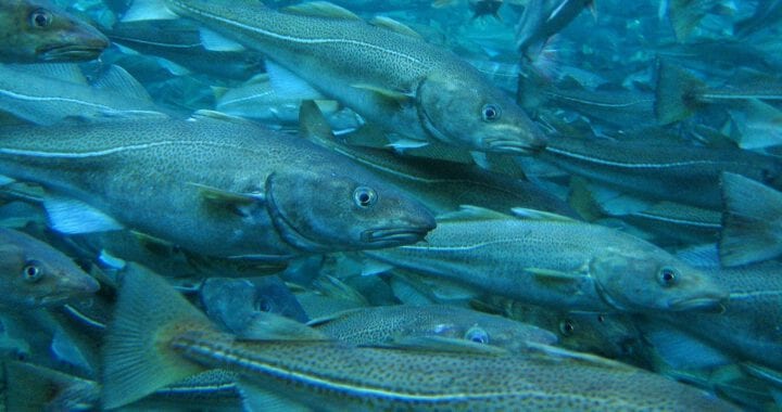 Căng thẳng Nga - Na Uy đe dọa nguồn cá tuyết ở Biển Barents