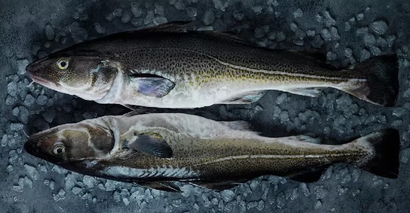 Thách thức trong nuôi cá tuyết sinh sản sớm tại Na Uy 