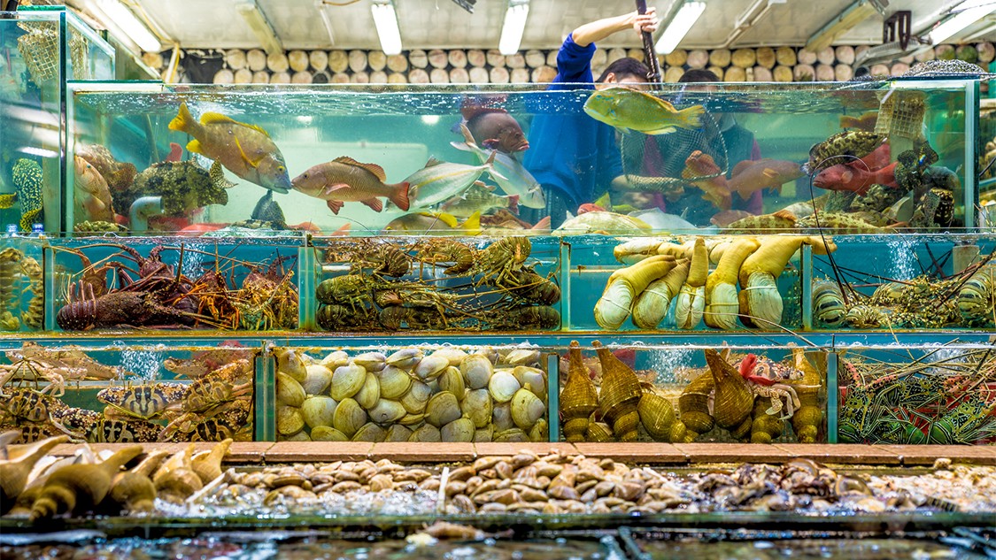 Hồng Kông Ngành công nghiệp hải sản có nguy cơ suy giảm 