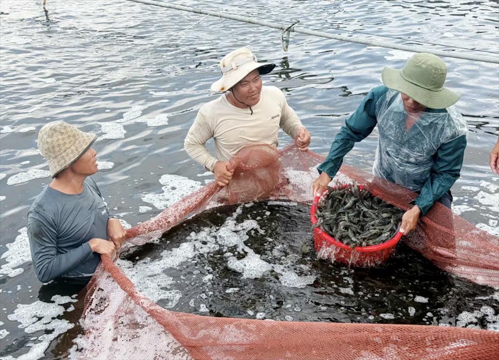 Cà Mau Từ “thủ phủ” thủy sản đến trung tâm năng lượng tái tạo của cả nước