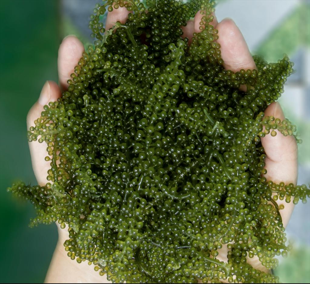 Khánh Hòa Doanh nghiệp dẫn dắt chuỗi liên kết rong nho hiệu quả