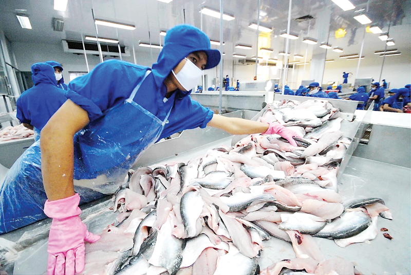Xuất khẩu cá tra tháng 9/2025: Động lực từ thị trường CPTPP và sản phẩm chế biến