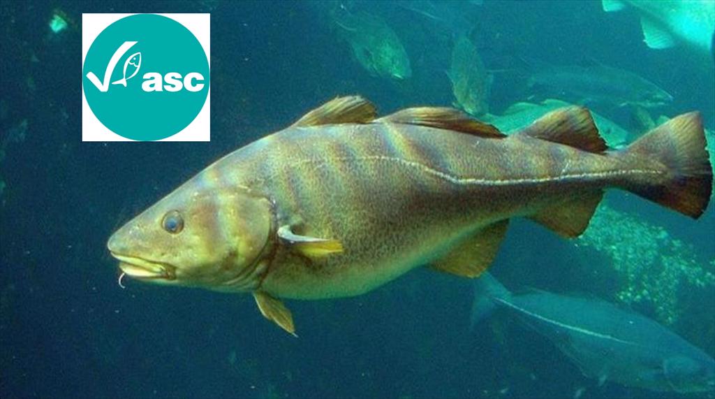 Cá tuyết Đại Tây Dương chính thức được đưa vào chương trình chứng nhận ASC