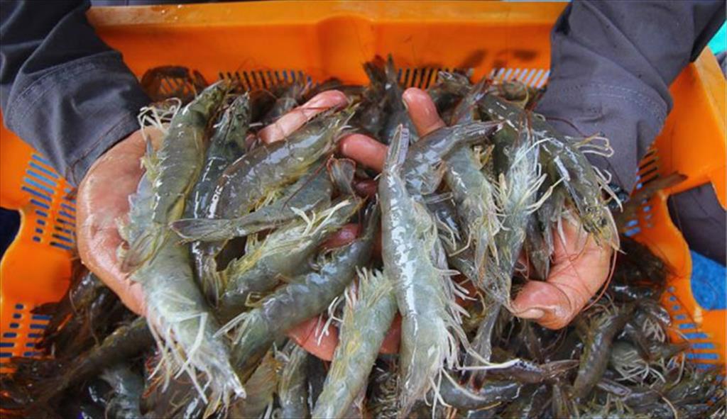 Indonesia tạm dừng xuất khẩu tôm sang Mỹ do lo ngại nhiễm phóng xạ Cs-137