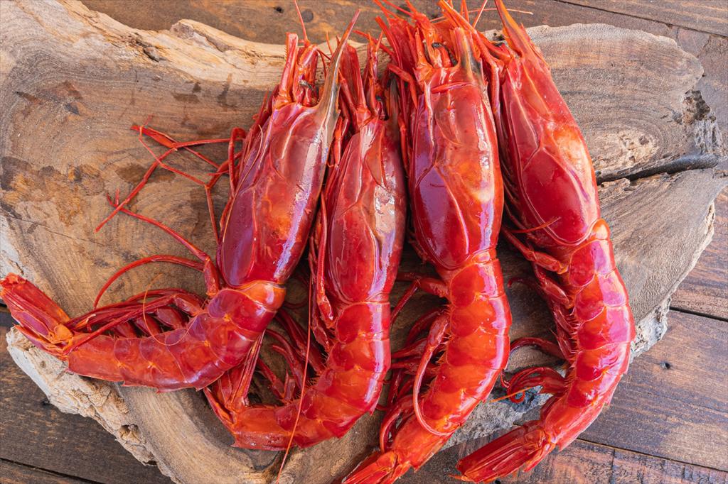 Argentina Vụ khai thác tôm đỏ kết thúc sớm