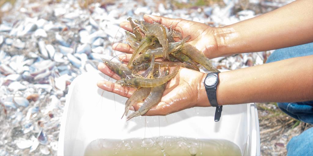 Tăng cường an toàn sinh học thông minh – Giải pháp bảo vệ bền vững tôm nuôi