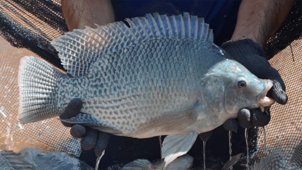 Brazil tham vọng mở rộng thị trường cá rô phi