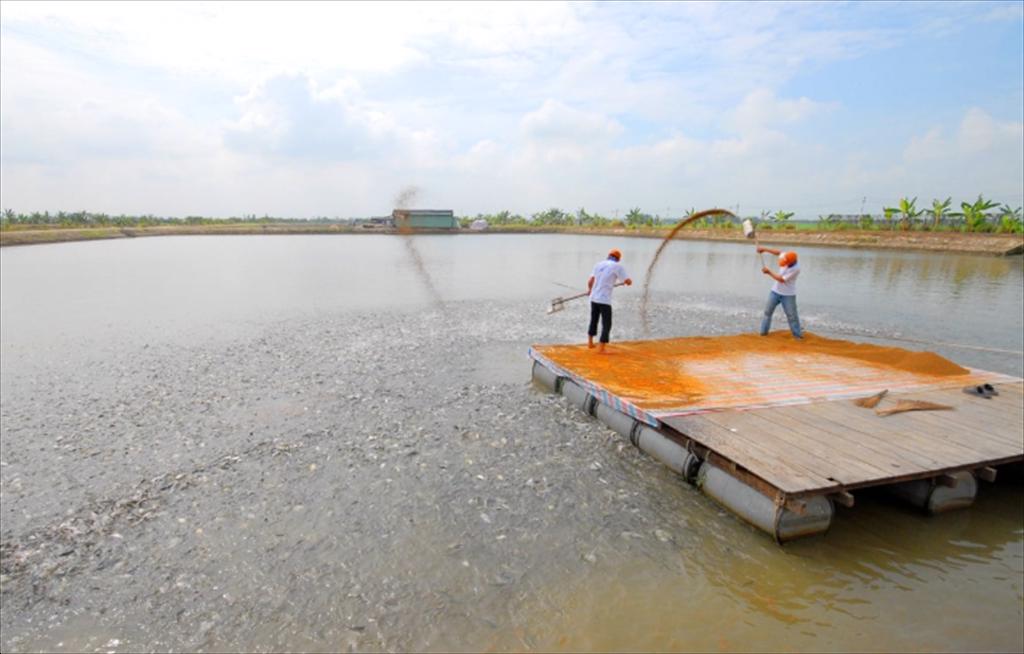 Liên kết 4 nhà đề ngành hàng cá tra phát triển bền vững