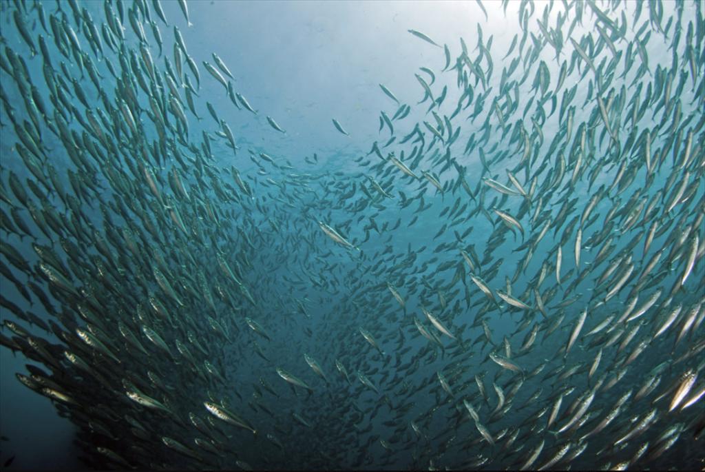 Thượng viện Mỹ yêu cầu cải thiện công tác khảo sát nghề cá trong phiên điều trần ứng viên lãnh đạo NOAA Fisheries