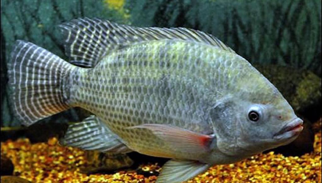 Ngành thủy sản Brazil lao đao vì đề xuất cấm nuôi cá rô phi