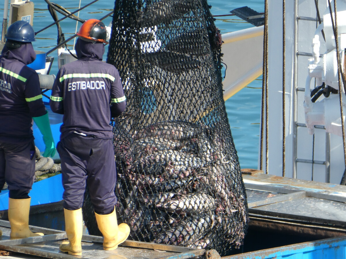 Xuất khẩu cá ngừ Ecuador bứt tốc — Cơ hội ngắn hạn, thách thức dài hạn cho Việt Nam