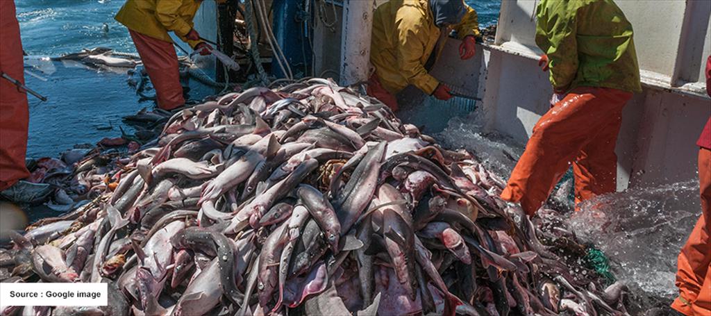 Thượng viện Mỹ thúc đẩy Đạo luật FISH nhằm chống lại đánh bắt bất hợp pháp trên toàn cầu